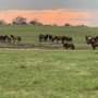 Photo of Wild Horse Cabin