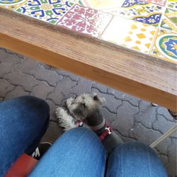 Buongiorno - Pet friendly
