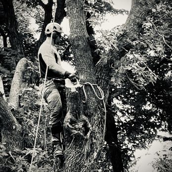 E&S tree service - Tree Services Near Me E&S tree service - Tree Services Near Me