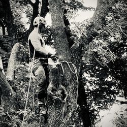 E&S tree service