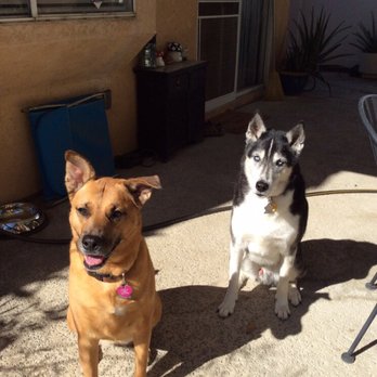 Baxter's Mobile Salon - These are my freshly groomed fur babies who were calm after being groomed by Baxter's Mobile Salon. Happy dogs happy mom! - Pet Groomers Near Me - Beaumont, California