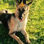 Photo of Ventura County Dog Boarding