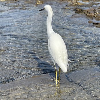Crystal Cove State Beach - Egret - Beaches Near Me - Laguna Beach, California Crystal Cove State Beach - Egret - Beaches Near Me - Laguna Beach, California