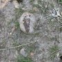 Photo of Dripping Springs Resort