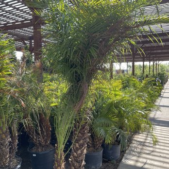 Star Nursery - Pygmy date palms - Nurseries & Gardening Near Me - North Las Vegas, Nevada Star Nursery - Pygmy date palms - Nurseries & Gardening Near Me - North Las Vegas, Nevada