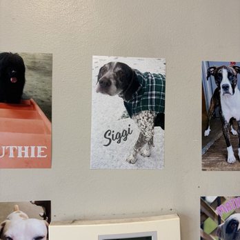 Dog Daze & Cafe - Pet Groomers Near Me - Pittsburgh, Pennsylvania Dog Daze & Cafe - Pet Groomers Near Me - Pittsburgh, Pennsylvania
