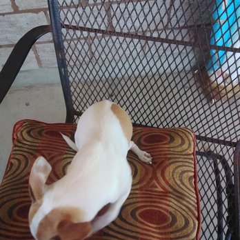 Border Animal Hospital - Chloe (not looking at camera) - Veterinarians Near Me - Weslaco, Texas Border Animal Hospital - Chloe (not looking at camera) - Veterinarians Near Me - Weslaco, Texas