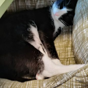 Naughty Cat Cafe - Coffee & Tea Near Me - Chattanooga, Tennessee Naughty Cat Cafe - Coffee & Tea Near Me - Chattanooga, Tennessee