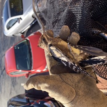 All Creatures Wildlife Services - We rescued this beautiful sapsucker from a skylight. - Wildlife Control Near Me