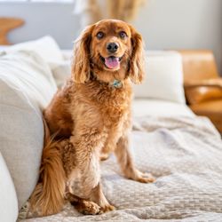 Dog Inspired Photography