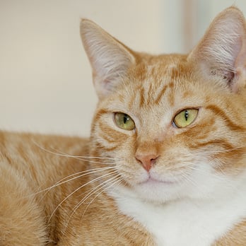 Dutchess County SPCA - Animal Shelters Near Me - Hyde Park, New York