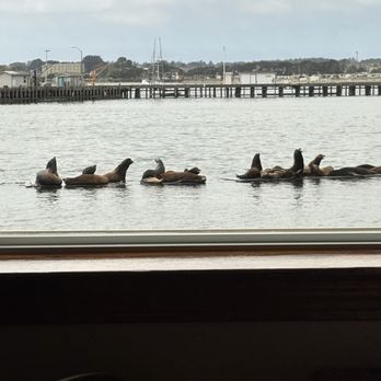 Chart Room Restaurant - Close up! Harbor seals! They're loud when you're outside!! - Seafood Near Me - Crescent City, California Chart Room Restaurant - Close up! Harbor seals! They're loud when you're outside!! - Seafood Near Me - Crescent City, California
