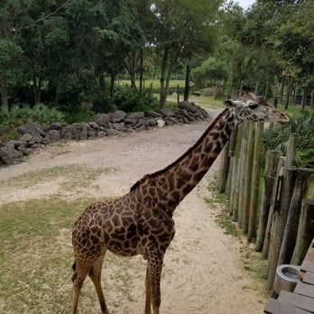 Brevard Zoo - Up close with giraffes - Zoos Near Me - Melbourne, Florida