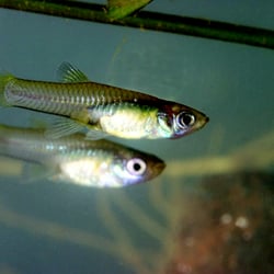 Marin Sonoma Mosquito & Vector Control District - Mosquitofish
