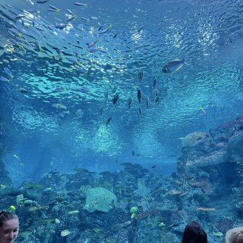 Seattle Aquarium - Reef - Aquariums Near Me - Seattle, Washington