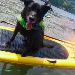 Viking Ship Kayak Rentals - Pup's first sup