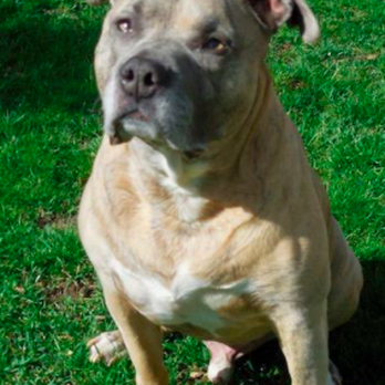 Veterinary Specialty Center - Buster - Veterinarians Near Me - Bannockburn, Illinois Veterinary Specialty Center - Buster - Veterinarians Near Me - Bannockburn, Illinois