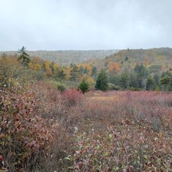 Cranberry Glades Botanical Area