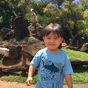 Tini Manini - At the zoo in our "collage" tee... - Children's Clothing Near Me - Haleiwa, Hawaii Tini Manini - At the zoo in our "collage" tee... - Children's Clothing Near Me - Haleiwa, Hawaii