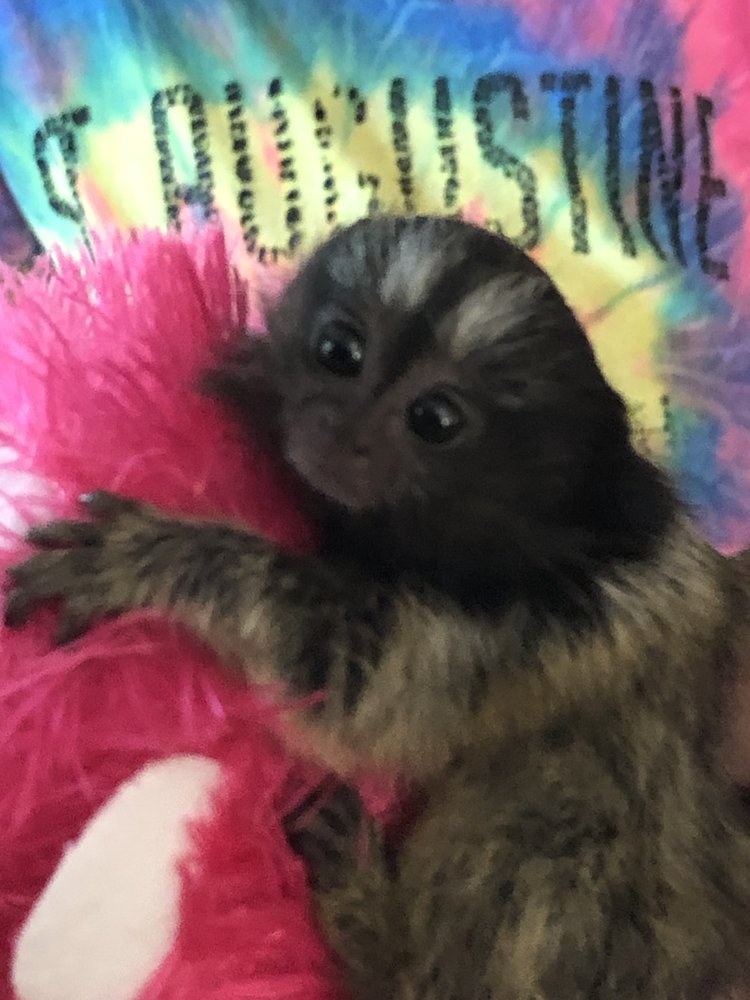 The Monkey Whisperer Image