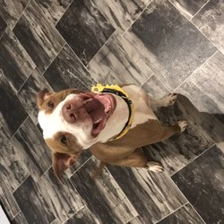 Montgomery County Animal Resource Center - Dog I adopted