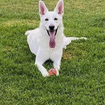 Laguna Creek Ranch - 16 months - healthy, happy, kind, loyal and athletic! - Pet Stores Near Me Laguna Creek Ranch - 16 months - healthy, happy, kind, loyal and athletic! - Pet Stores Near Me