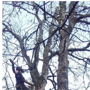 Scrappy’s Tree Service - Tree Services Near Me - Franklin, North Carolina Scrappy’s Tree Service - Tree Services Near Me - Franklin, North Carolina