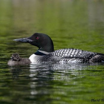 Birchwood Cottages - Listen to loons - Vacation Rentals Near Me - Brookton, Maine Birchwood Cottages - Listen to loons - Vacation Rentals Near Me - Brookton, Maine