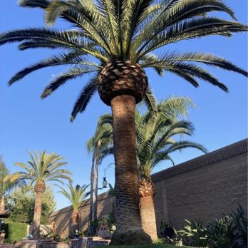 MCA Tree Service - Tree Services Near Me - Yucaipa, California MCA Tree Service - Tree Services Near Me - Yucaipa, California