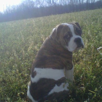 Doghouse - Pet Sitting Near Me - Whitmore Lake, Michigan