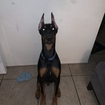 Hochburg K9 - Pet Training Near Me