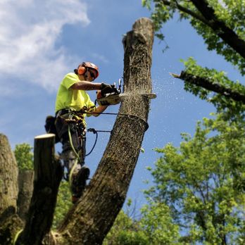 Budget Pro Remodeling - Tree Services Near Me Budget Pro Remodeling - Tree Services Near Me
