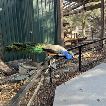 Austin Zoo - Zoos Near Me - Austin, Texas