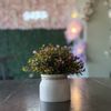 Spill The Tea gift card