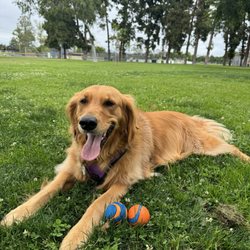 Valerie's Retriever Ranch - Kya 3.5 year old golden