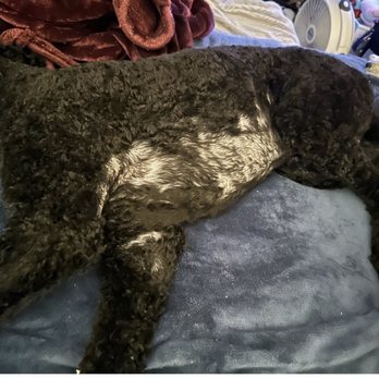 Pet Supplies Plus Concord - Shaka Bears stomach after being groomed. The groomer lied and was deceitful by saying Bear was matted. - Pet Stores Near Me - St. Louis, Missouri Pet Supplies Plus Concord - Shaka Bears stomach after being groomed. The groomer lied and was deceitful by saying Bear was matted. - Pet Stores Near Me - St. Louis, Missouri