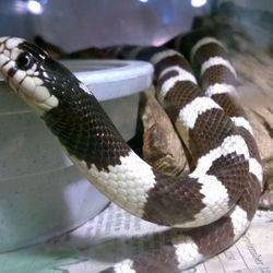 New England Reptile & Raptor Exhibits