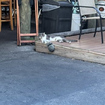 Mangia Clam Bar - The cat is very nice and always let you pet him - Italian Near Me - Stuart, Florida Mangia Clam Bar - The cat is very nice and always let you pet him - Italian Near Me - Stuart, Florida