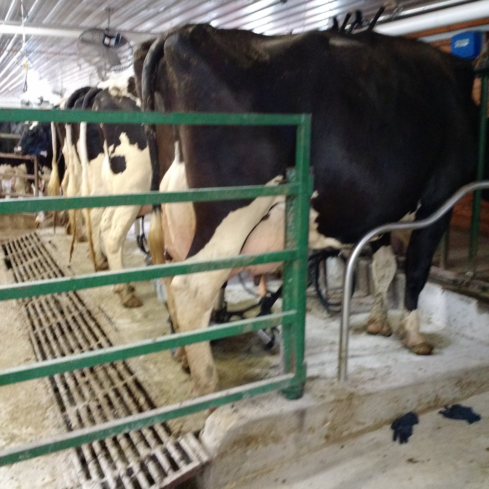 Country Dairy - Milking cows most of the day. - Ice Cream & Frozen Yogurt Near Me - New Era, Michigan Country Dairy - Milking cows most of the day. - Ice Cream & Frozen Yogurt Near Me - New Era, Michigan