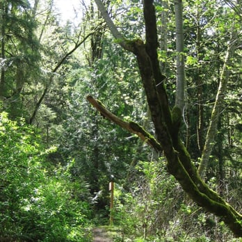 Squak Mountain State Park - Bullitt Trail - Hiking Near Me - Issaquah, Washington