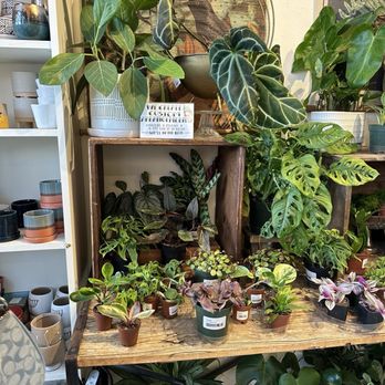 Flourish - Plants - Nurseries & Gardening Near Me - Petaluma, California Flourish - Plants - Nurseries & Gardening Near Me - Petaluma, California