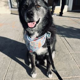 Fresh from the groomers Fresh from the groomers 