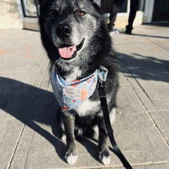 Tailored Tails Grooming - Fresh from the groomers - Pet Groomers Near Me - Foster City, California Tailored Tails Grooming - Fresh from the groomers - Pet Groomers Near Me - Foster City, California