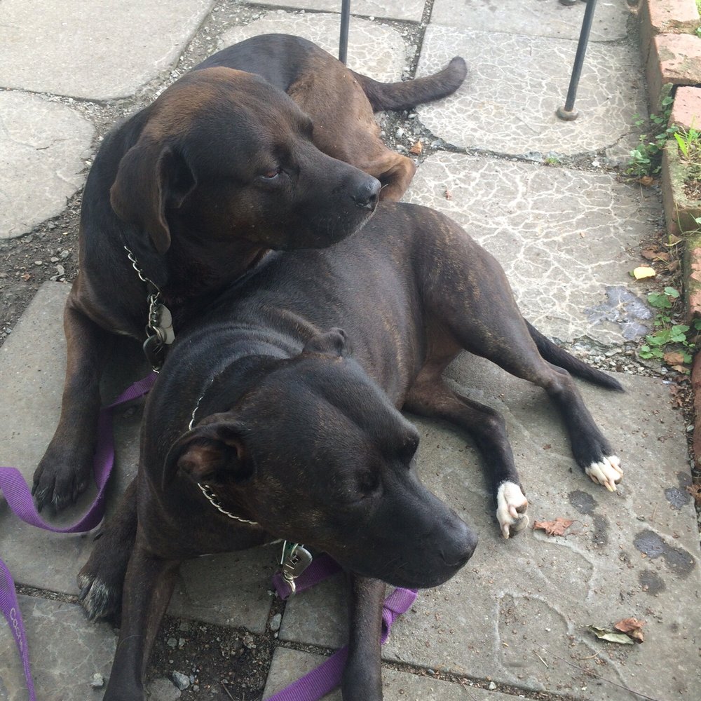Proper - Dog friendly outdoor seating - Southern Near Me - Boone, North Carolina Proper - Dog friendly outdoor seating - Southern Near Me - Boone, North Carolina