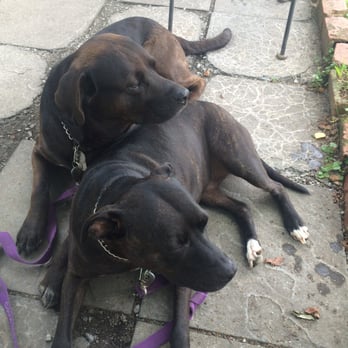 Proper - Dog friendly outdoor seating - Southern Near Me - Boone, North Carolina Proper - Dog friendly outdoor seating - Southern Near Me - Boone, North Carolina