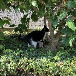 Cats like to hang out in the greenery!