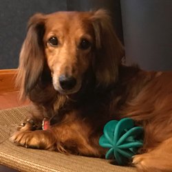 Plano's Paws Inn Giftly Beautiful Gift Card Alternative