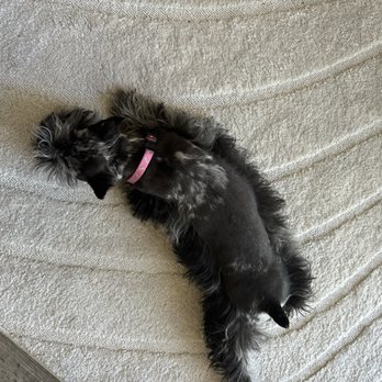 Quality Pet Spot Willow Glen - This is what my girl use to look like and how I wanted to keep her hair - Pet Groomers Near Me - San Jose, California