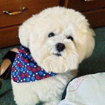 Clippendales Pet Grooming - Happy is sad because clippendales is not letting him go there anymore - Pet Groomers Near Me - San Jacinto, California Clippendales Pet Grooming - Happy is sad because clippendales is not letting him go there anymore - Pet Groomers Near Me - San Jacinto, California
