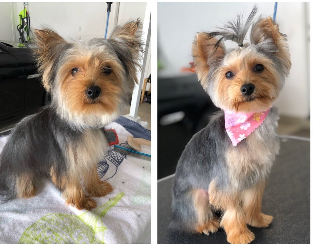 PAWGO SEATTLE Updated October 2024 21 Photos Redmond, Washington